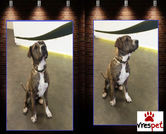 Ράτσα: Άλλη Ράτσα | Ηλικία: 4 ετών | Φύλο: Αρσενικό | Αρ. Microchip: 981021212121212 | Περιοχή: Αττική